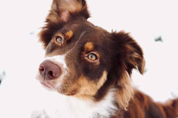 Dogorama Photo Challenge - Winterstimmung-Beitrag-Bild