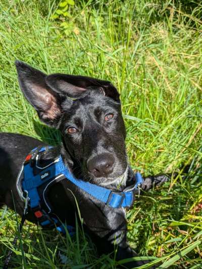 Hundetreffen-Gemeinsame Spaziergänge in Lüneburg-Bild