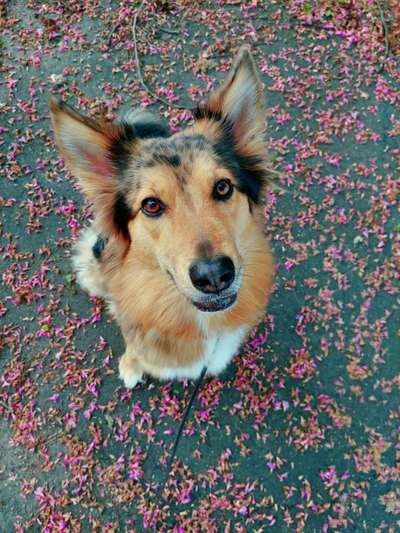 Hundetreffen-Trainingspartner*in gesucht-Bild