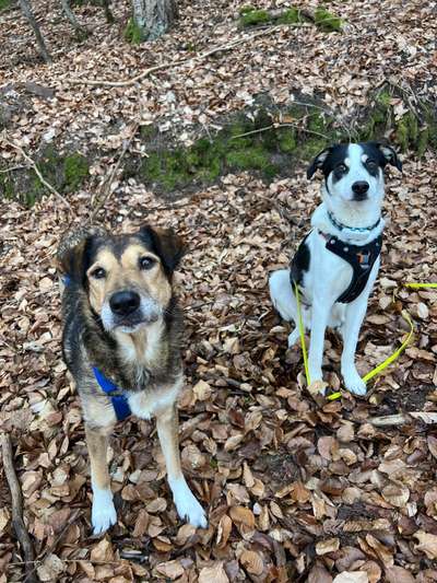 Hundetreffen-Social Walk-Bild