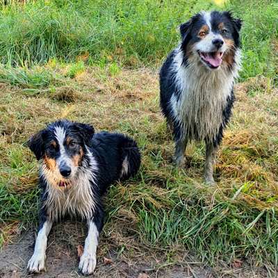 Australian Shepherd Freunde/innen-Beitrag-Bild