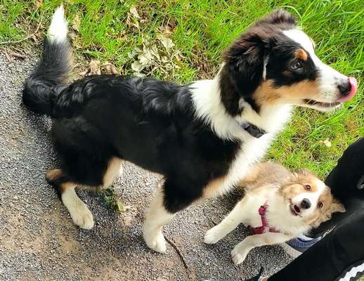 Australian Shepherd Freunde/innen-Beitrag-Bild