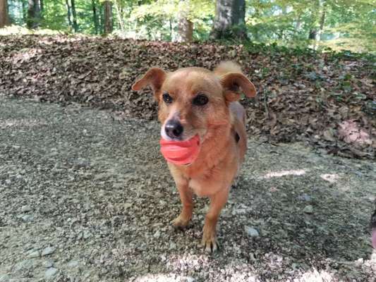 Auslandstierschutz-Beitrag-Bild