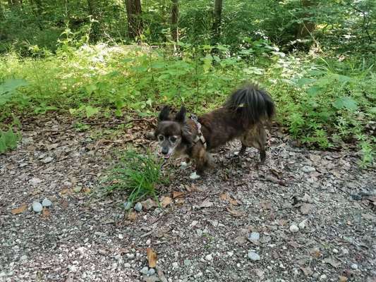 Auslandstierschutz-Beitrag-Bild