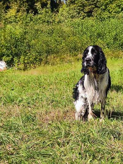 Zeigt mal die schönsten Bilder von euren Hunden !-Beitrag-Bild