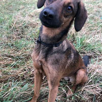 Hundetreffen-Freundliche Hundefreunde gesucht! 🐕🐕-Bild