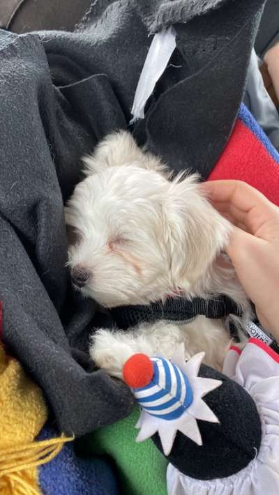 Welpen Bilder !-Beitrag-Bild