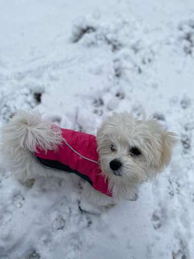 Schnee Foto-Beitrag-Bild