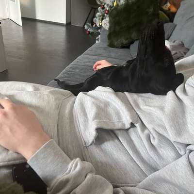 Hundetreffen-Freunde für Izzy-Bild