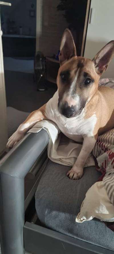 Miniatur Bull Terrier-Beitrag-Bild