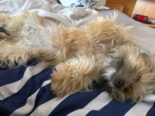 Darf der Hund bei Euch im Bett schlafen?-Beitrag-Bild