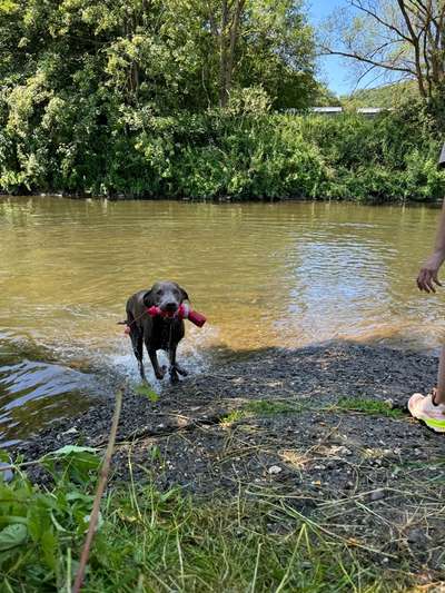 Hundetreffen-Treffen zum schwimmen ☀️💦-Bild