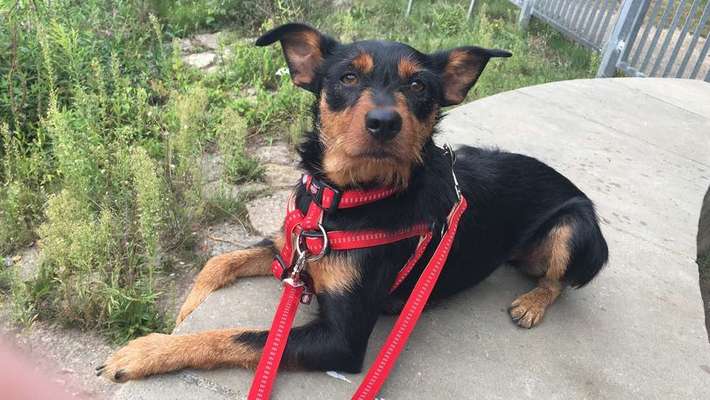 Wo habt ihr eure Hunde her ?-Beitrag-Bild