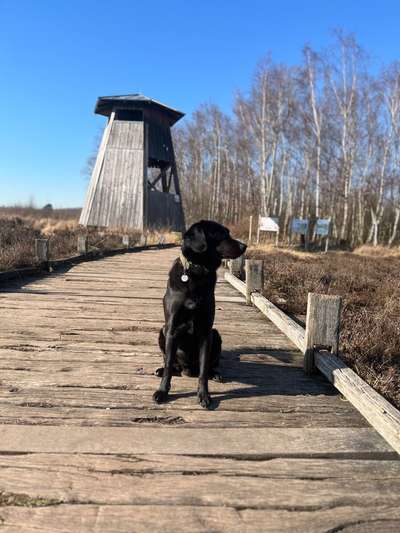 Hundetreffen-Entspannte Spaziergänge oder Training-Bild