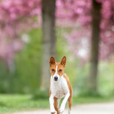 Hundetreffen-Hundekontakte gesucht / Trainingspartner-Bild