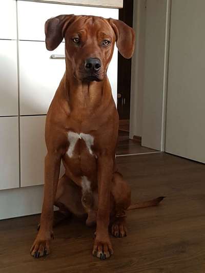 Rhodesian Ridgeback-Beitrag-Bild