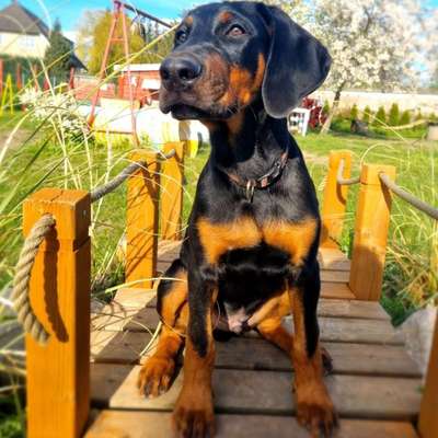 Hundetreffen-Übungs und Spaziergeh buddys gesucht