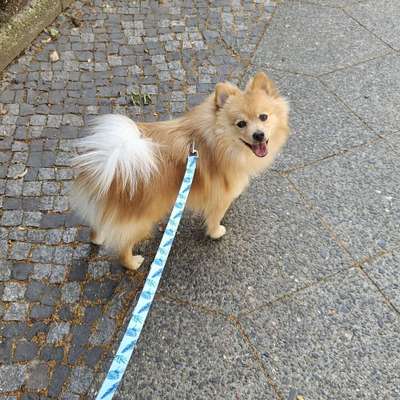 Hundetreffen-Gemeinsame Gassi- oder Spielrunde-Bild