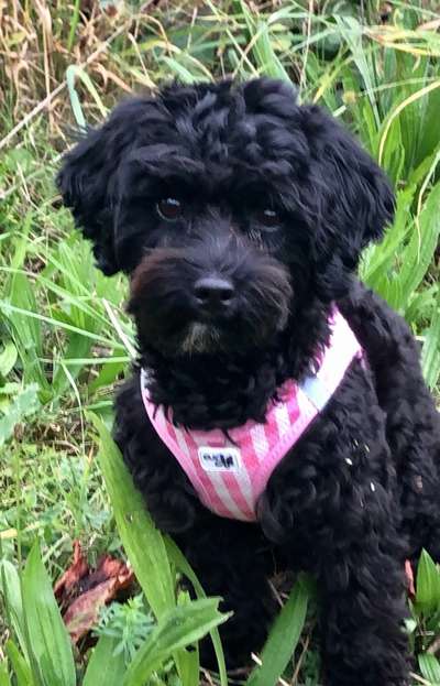 Kleine Hunde ganz Groß-Beitrag-Bild