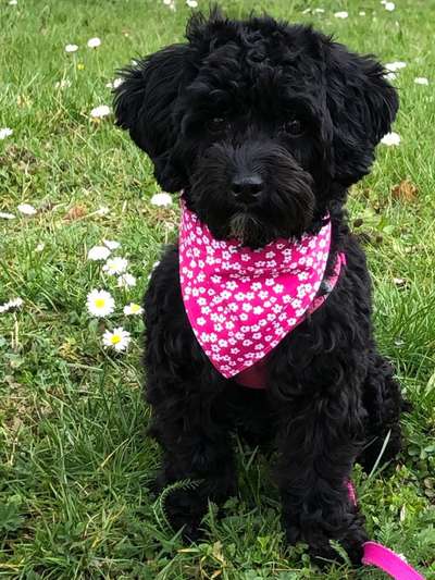 Fotochallenge No. 26                                     Wald und Wiese-Beitrag-Bild