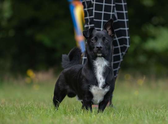 Mops mix-Beitrag-Bild