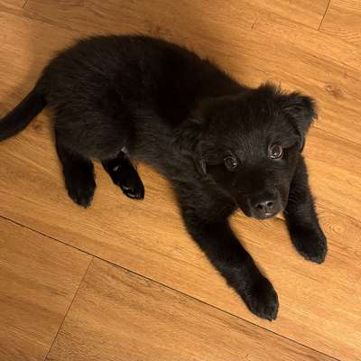Hundetreffen-Welpentreffen und Austausch, 47647 Kerken (Umkreis)-Bild