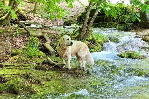 Wo sind die Golden Retriever Liebhaber?-Beitrag-Bild