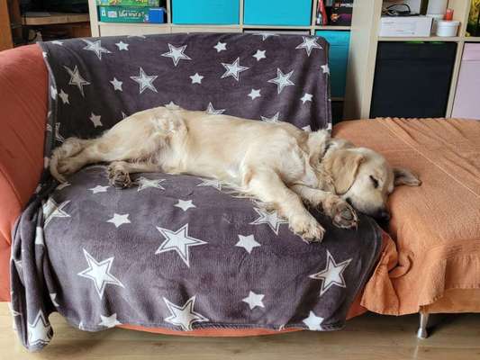 Wo sind die Golden Retriever Liebhaber?-Beitrag-Bild