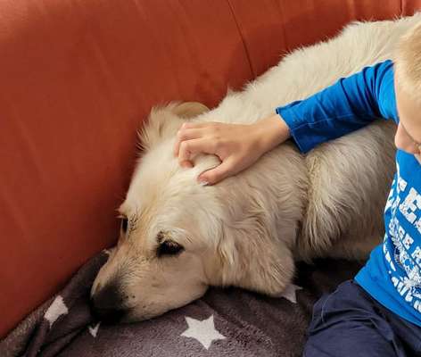 Wo sind die Golden Retriever Liebhaber?-Beitrag-Bild