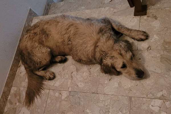 Wo sind die Golden Retriever Liebhaber?-Beitrag-Bild