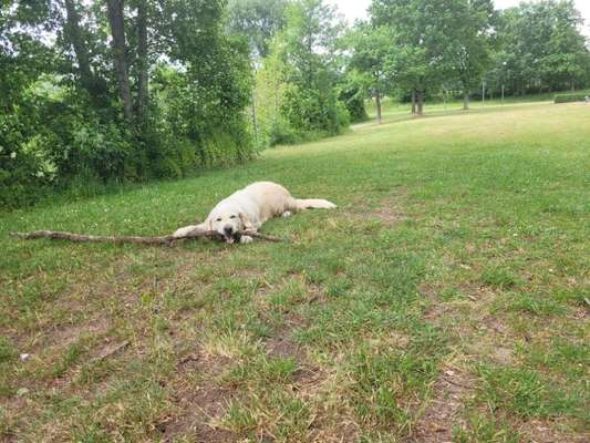 Wo sind die Golden Retriever Liebhaber?-Beitrag-Bild