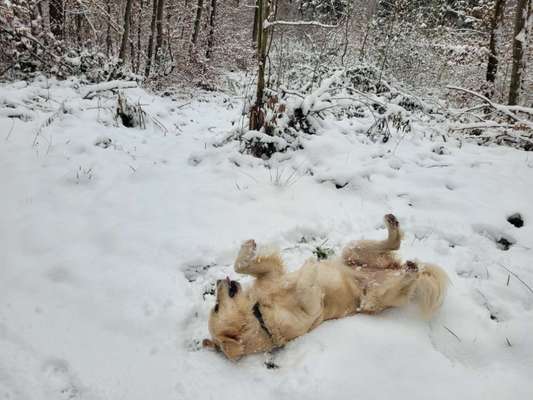 Wo sind die Golden Retriever Liebhaber?-Beitrag-Bild
