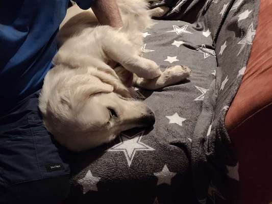 Wo sind die Golden Retriever Liebhaber?-Beitrag-Bild