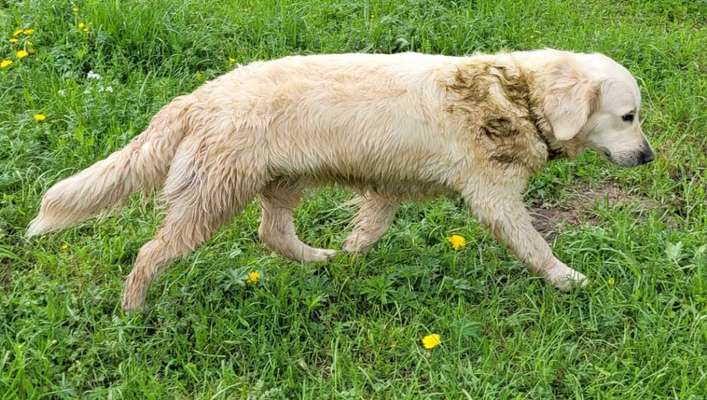 Wo sind die Golden Retriever Liebhaber?-Beitrag-Bild