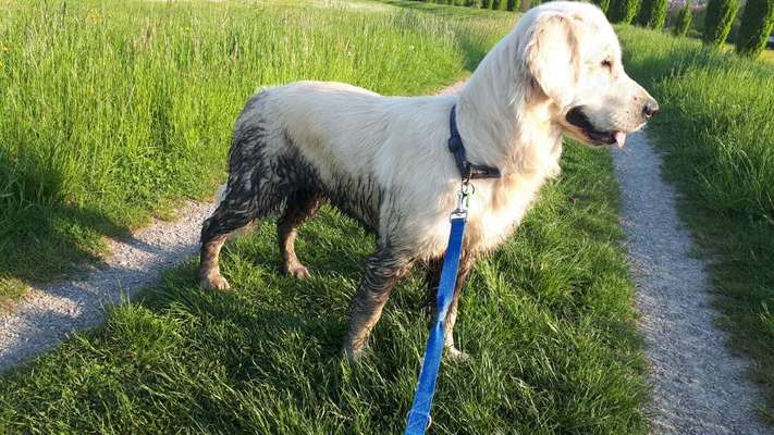 Wo sind die Golden Retriever Liebhaber?-Beitrag-Bild