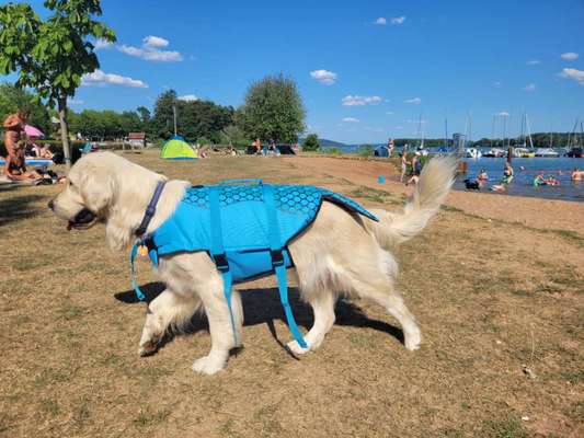 Wo sind die Golden Retriever Liebhaber?-Beitrag-Bild