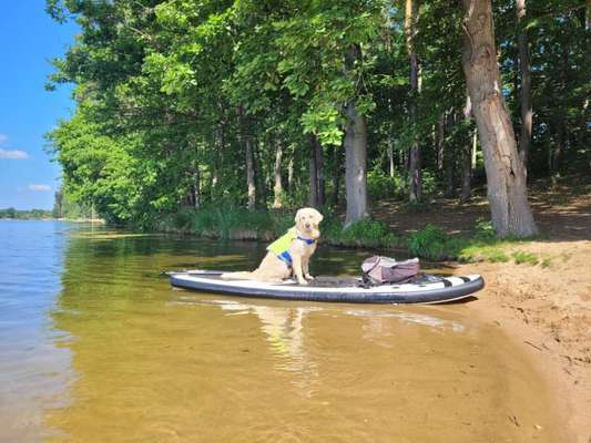 Wo darf der Hund baden?-Beitrag-Bild