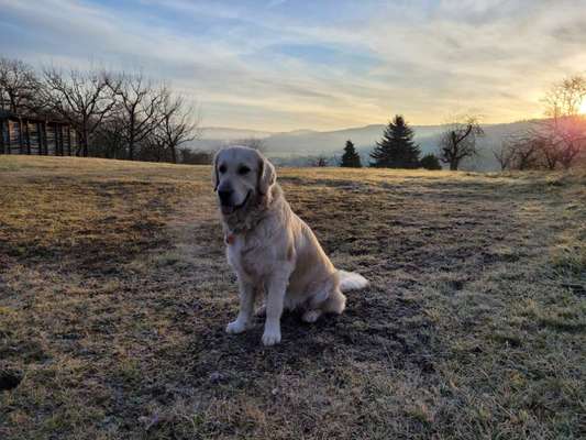 Wo sind die Golden Retriever Liebhaber?-Beitrag-Bild