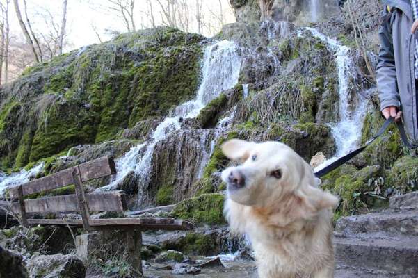 Wo sind die Golden Retriever Liebhaber?-Beitrag-Bild