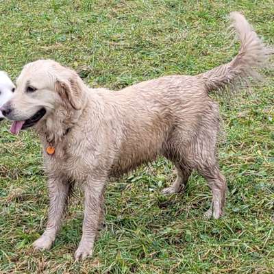 Wo sind die Golden Retriever Liebhaber?-Beitrag-Bild