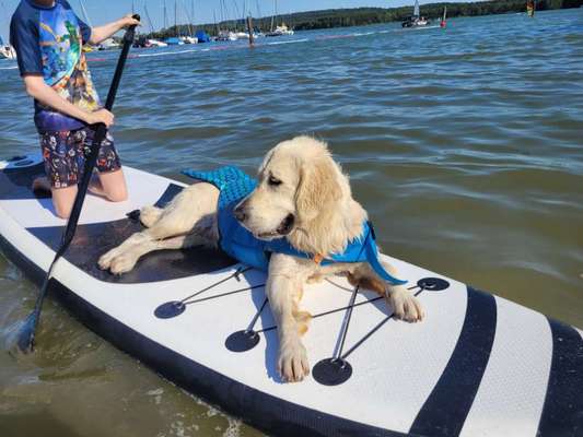 Wo sind die Golden Retriever Liebhaber?-Beitrag-Bild