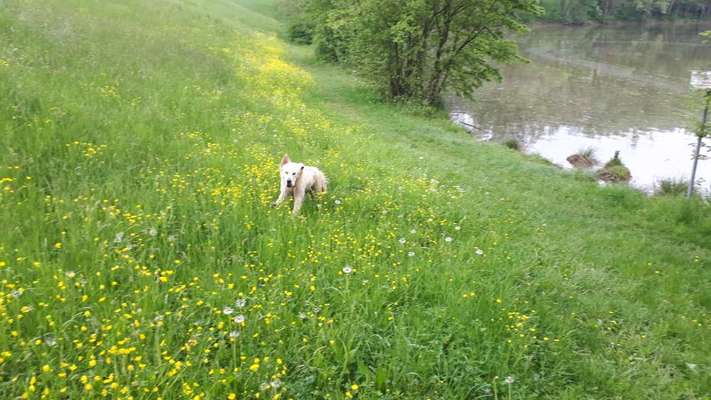 Hundeauslaufgebiet-Lehnenbachstausee-Bild