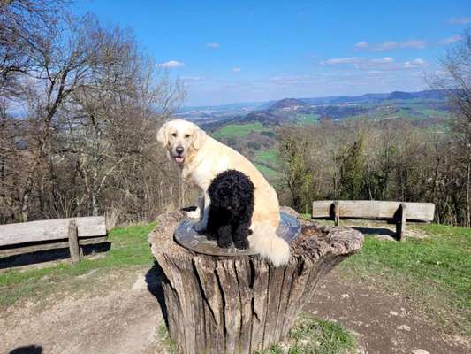 Wo sind die Golden Retriever Liebhaber?-Beitrag-Bild