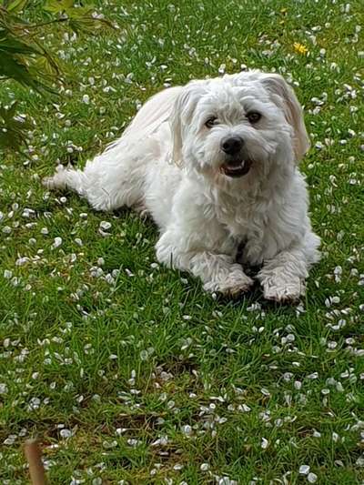 Die Dogorama Wochen Challenge: “Dein Hund im Urlaub”-Beitrag-Bild