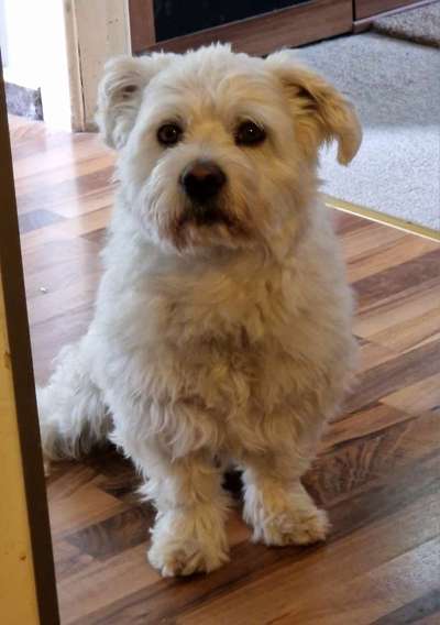 Unsere Fellnasen-Vielfalt im Überblick!-Beitrag-Bild