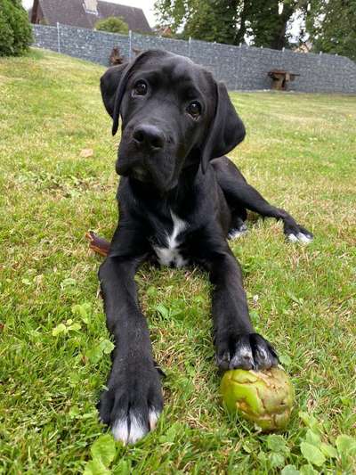 Welche Hunderasse-Beitrag-Bild