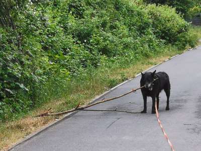 Hundetreffen-Suche Spielkameraden-Bild