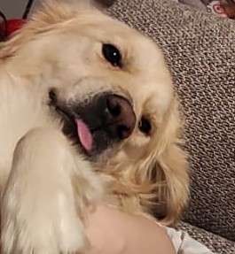 Dogorama Photo Challenge - Hundeblick zum hinschmelzen-Beitrag-Bild