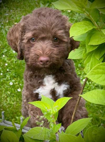 Hundetreffen-Suche Spielkameraden für unseren kleinen Lagotto Welpen! 🐾-Bild