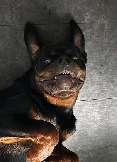 Hundetreffen-Wer will mit mir spielen?-Bild